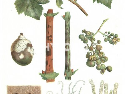 Uncinula necator